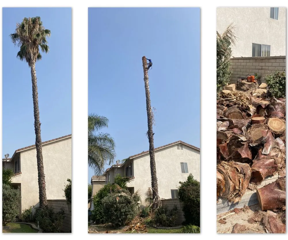 Custom yard maintenance for homes in Pomona, CA by Golden Tree Service