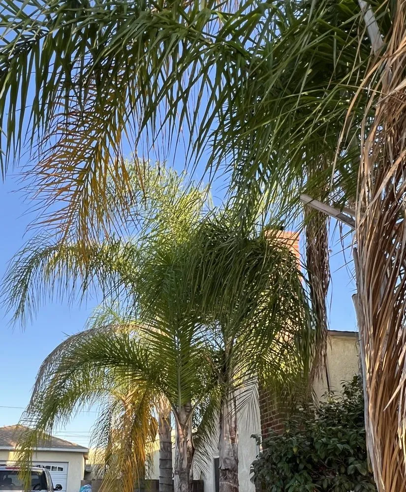 Professional residential landscaping in Pomona, CA - Golden Tree Service