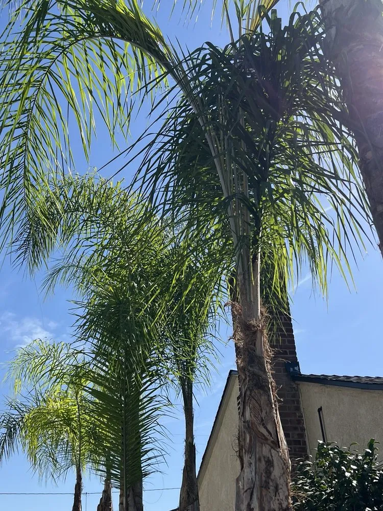 Reliable landscaping services in Pomona, CA by Golden Tree Service