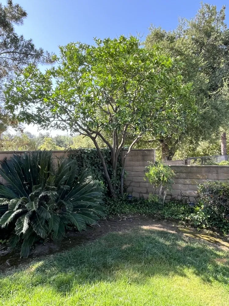 Trusted garden landscaping near you across Pomona, CA - Golden Tree Service