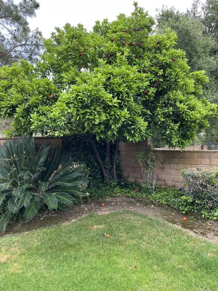 Trusted outdoor landscaping in Pomona, CA by Golden Tree Service