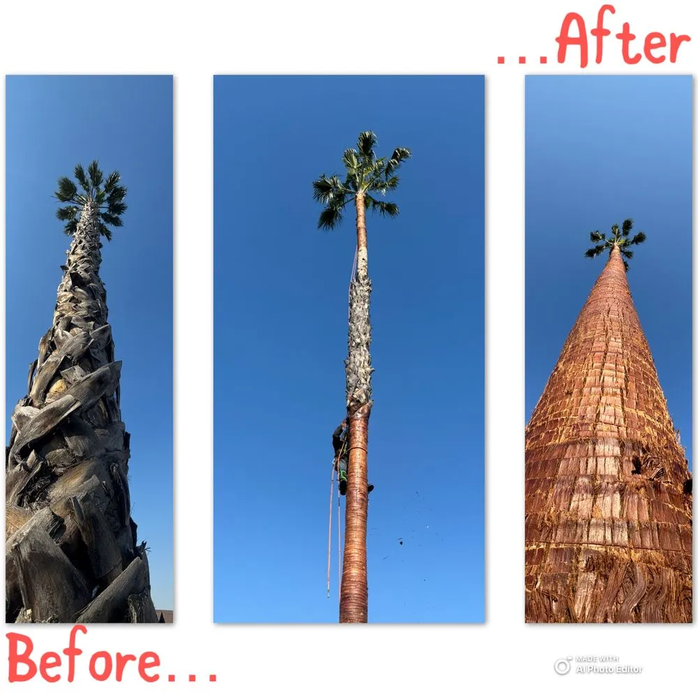 Custom outdoor landscaping in Pomona, CA by Golden Tree Service