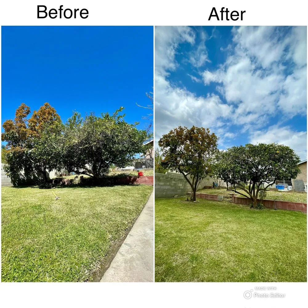 Reliable landscaping services in Pomona, CA by Golden Tree Service