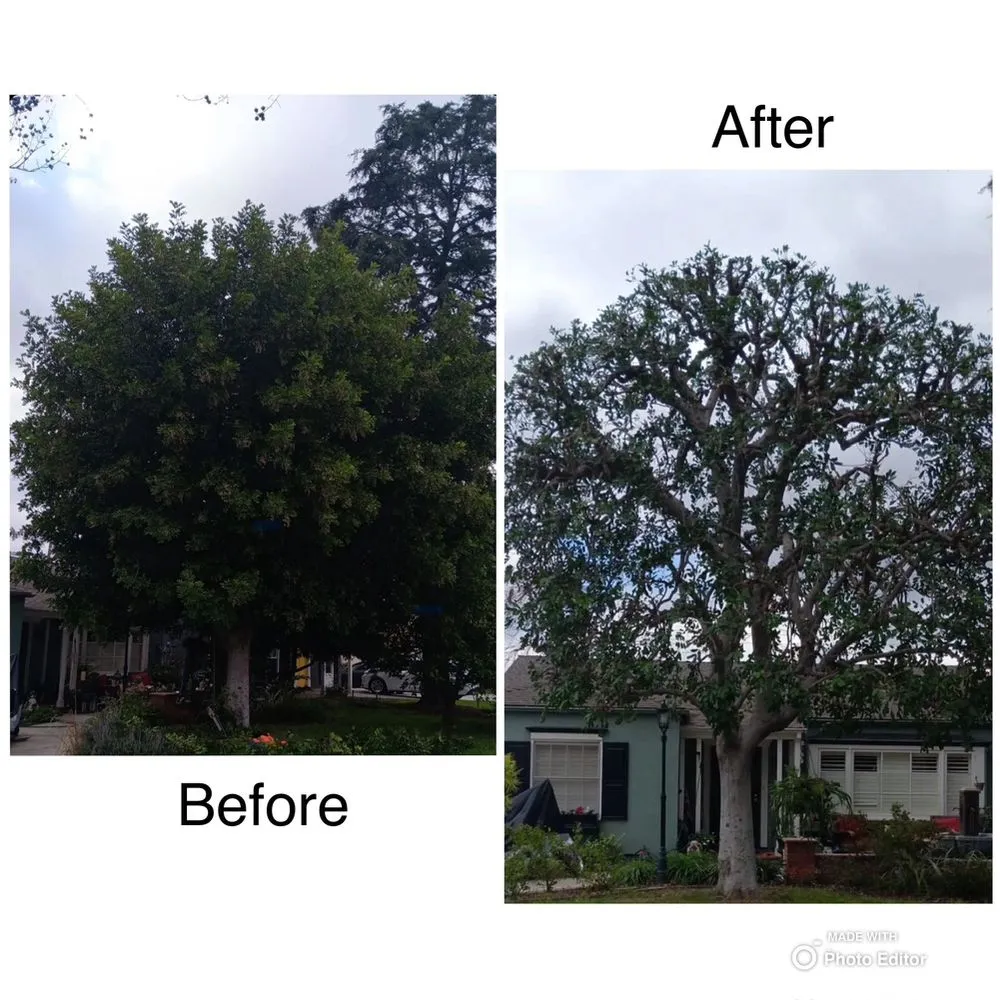 Top-rated lawn care service in Pomona, CA - Golden Tree Service