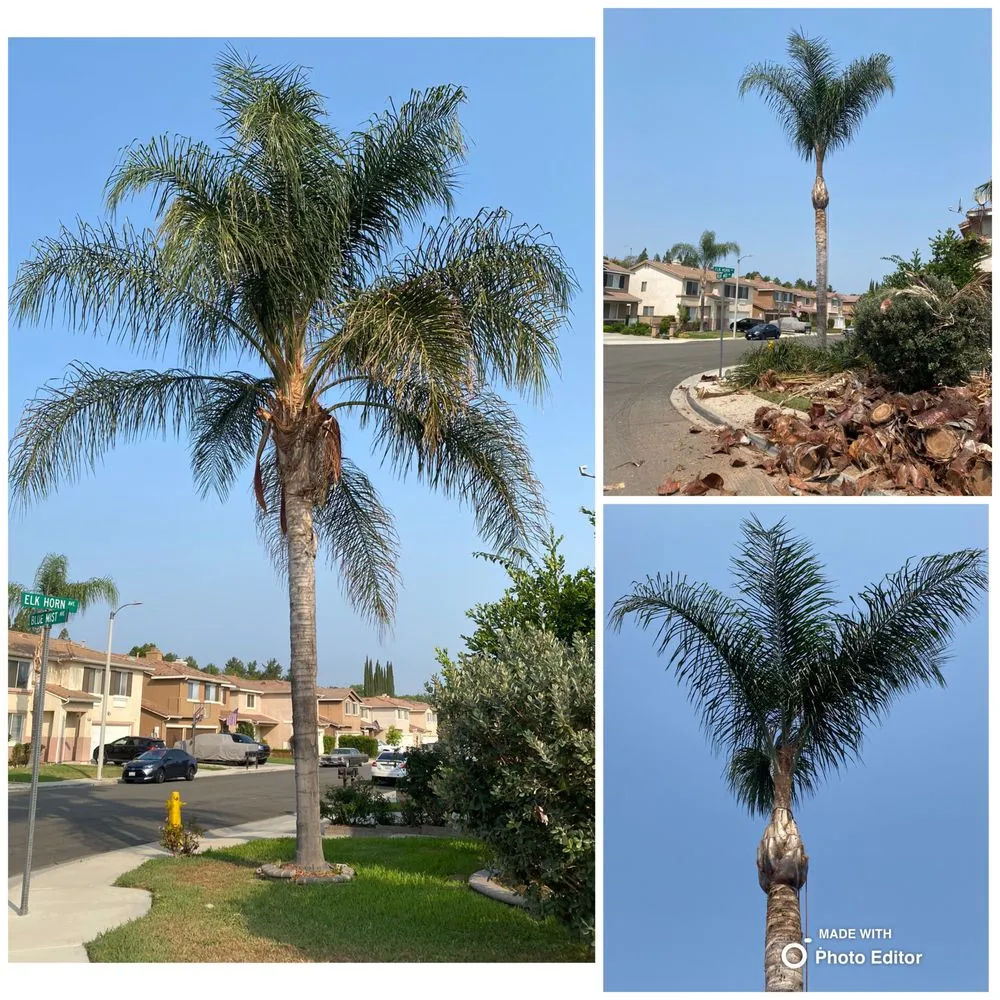 Reliable landscaping services with custom design across Pomona, CA - Golden Tree Service
