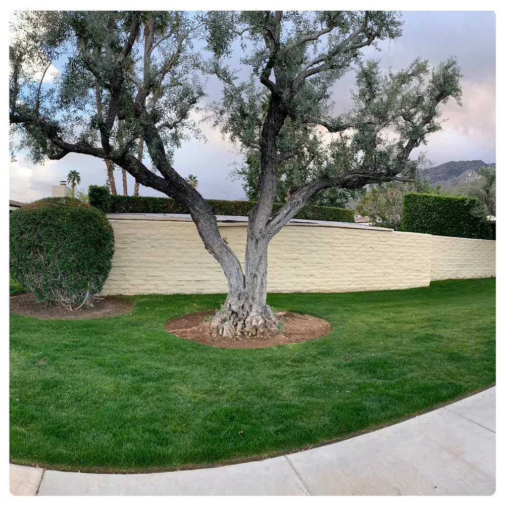 Expert yard cleanup service in Palm Springs, CA - Golden View Landscaping