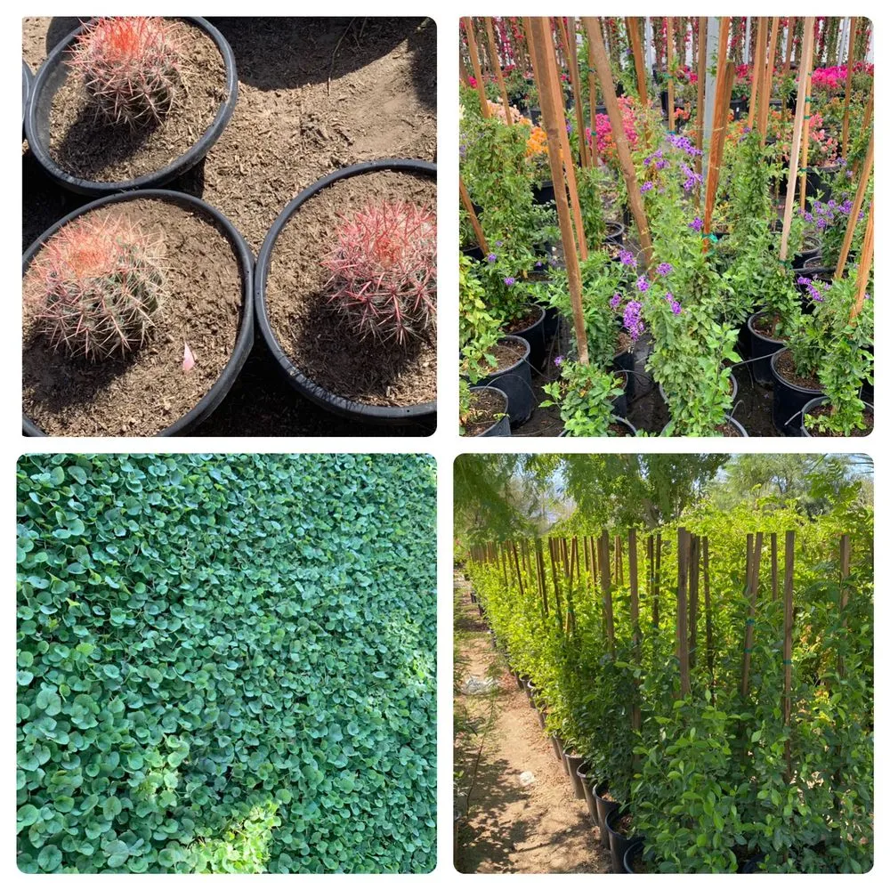 Affordable lawn mowing service in Palm Springs, CA - Golden View Landscaping