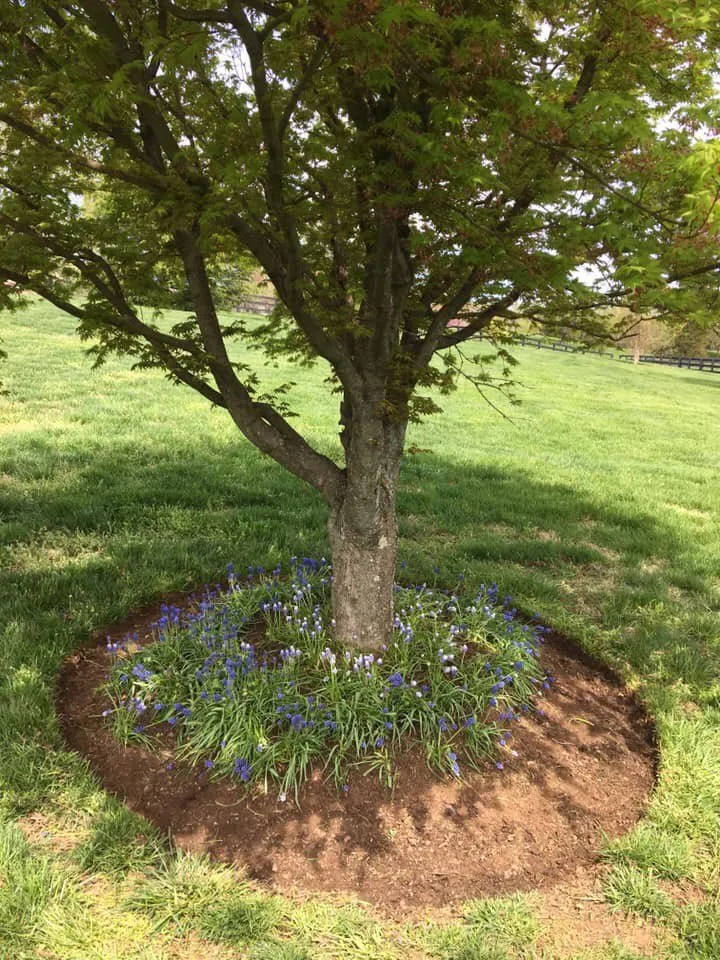 Expert yard cleanup service in Barboursville, VA by Golden Vista Landscaping