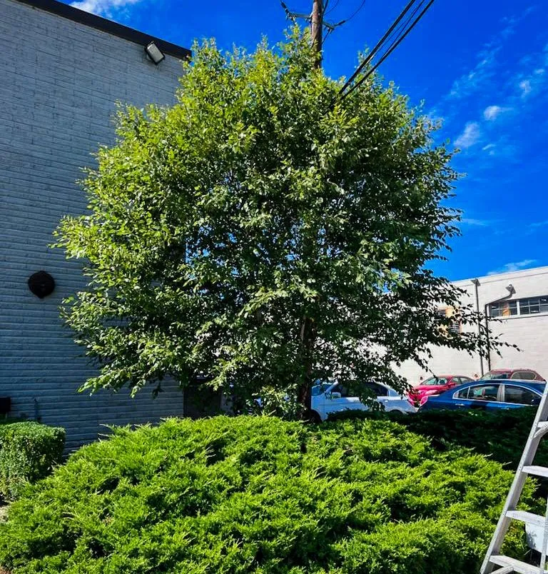 Professional landscape design in Wyckoff, NJ - Goldendew Landscapes