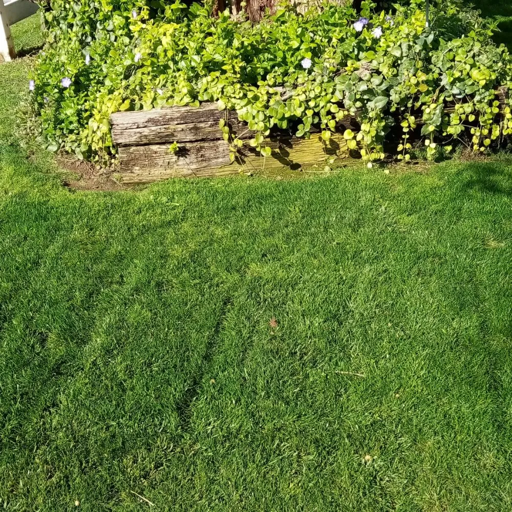 Professional yard maintenance in Parlier, CA - Goldenscapes detailed gardening service