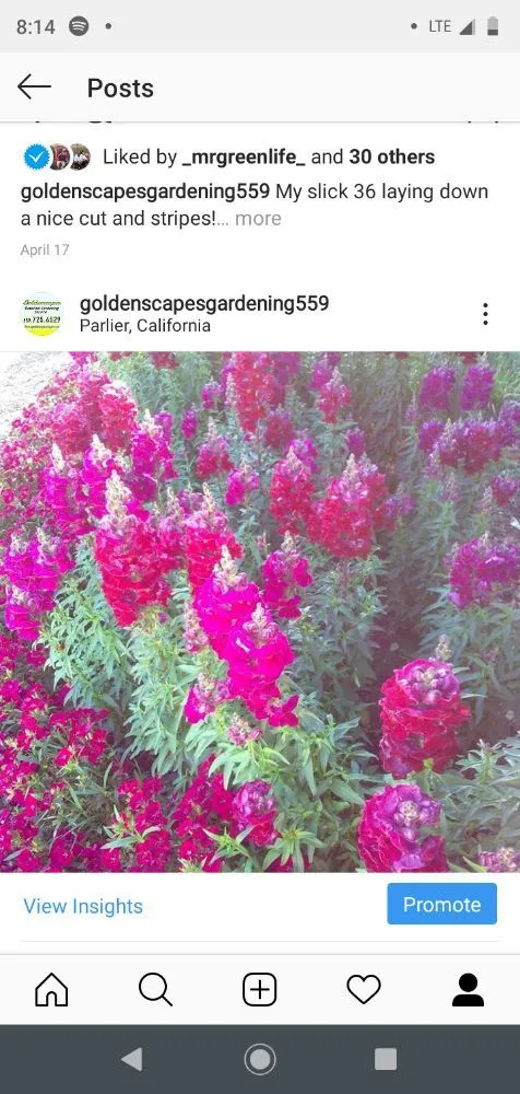 Custom lawn care service for residential properties in Parlier, CA by Goldenscapes detailed gardening service