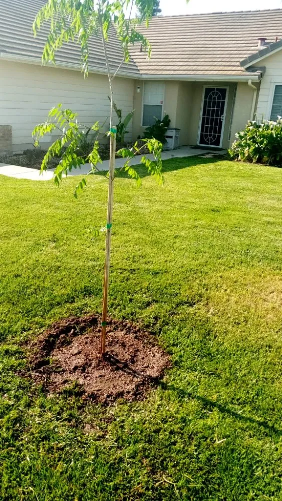 Custom lawn mowing service in Parlier, CA - Goldenscapes detailed gardening service