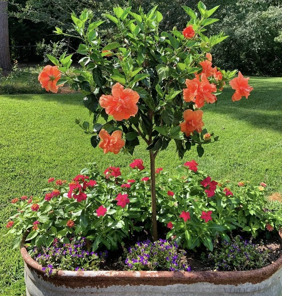 Top-rated lawn mowing service in Fayetteville, GA by Goldenscapes