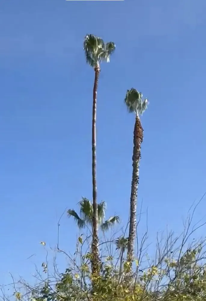 Expert landscaping services with custom design across Escondido, CA - Goldenstate Treescape