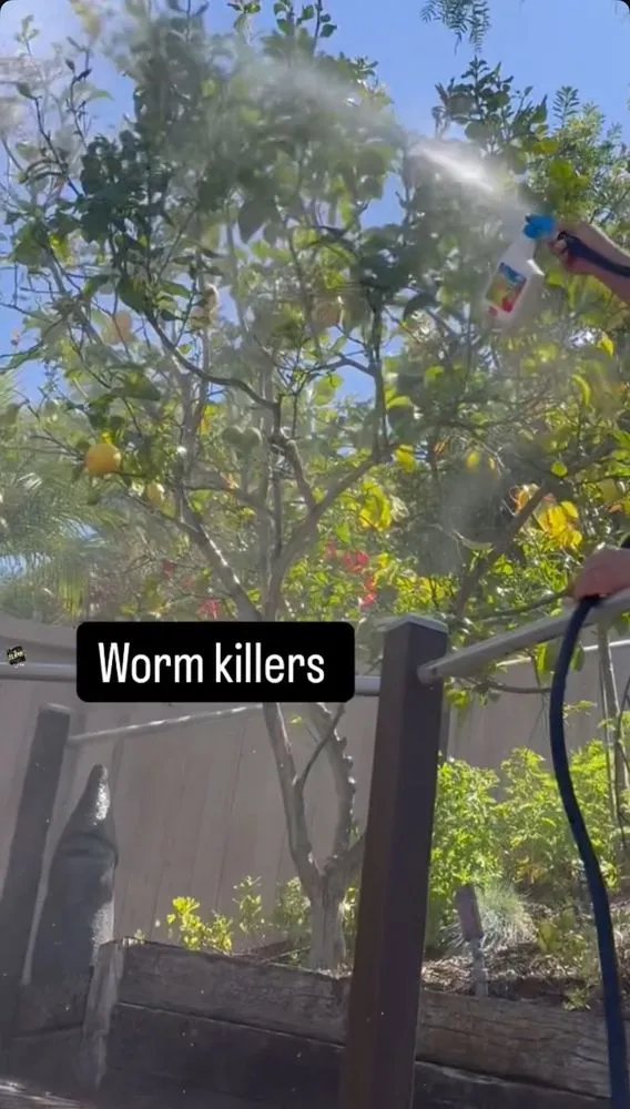 Expert lawn care service for homes across Escondido, CA - Goldenstate Treescape