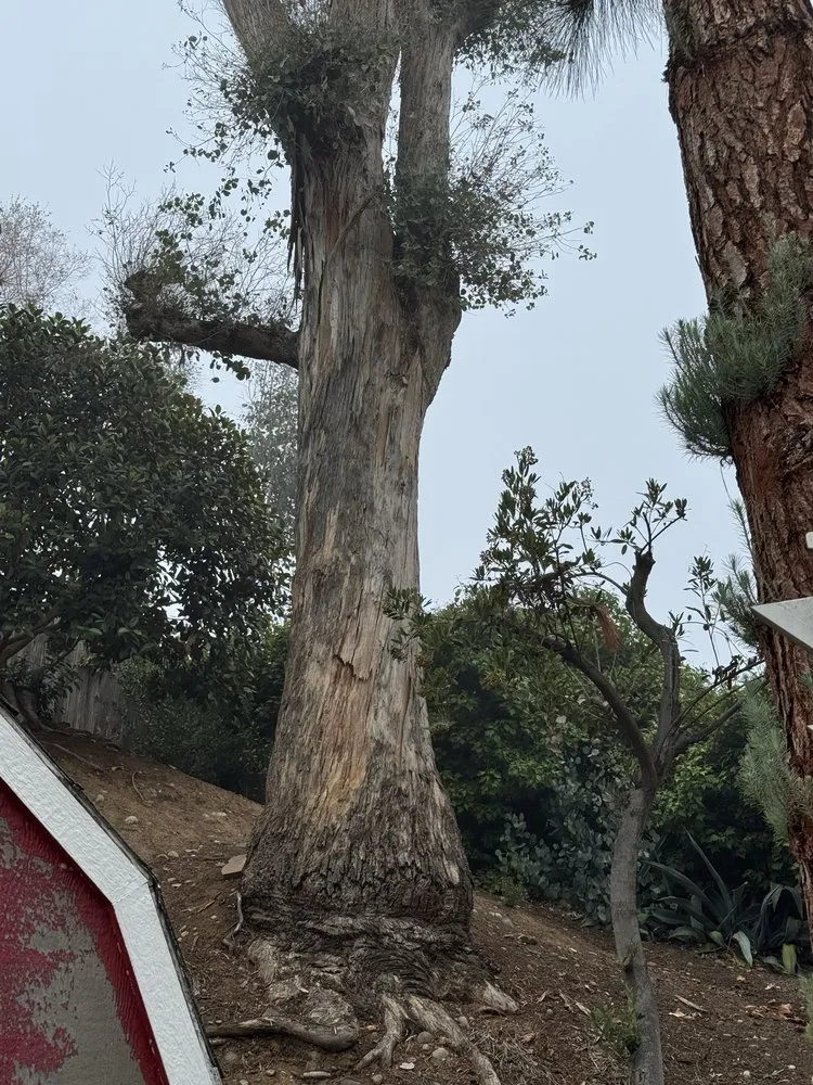 Affordable lawn mowing service in Escondido, CA - Goldenstate Treescape