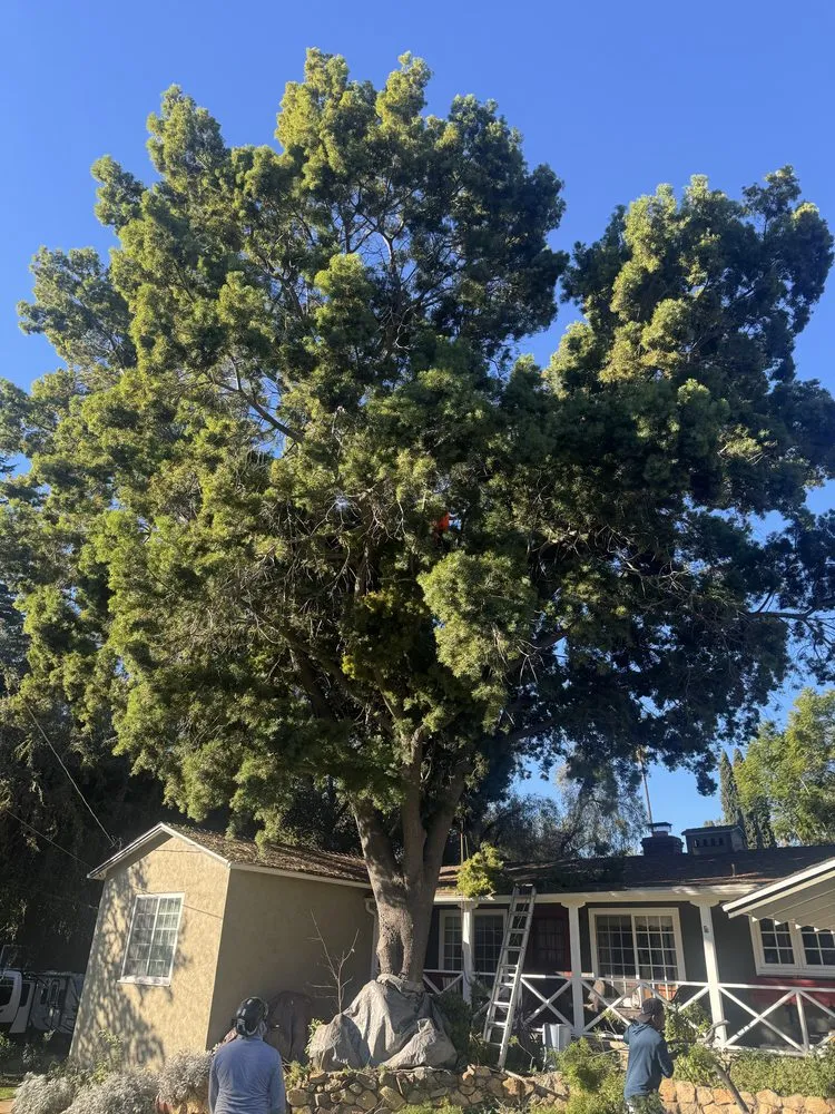 Expert yard maintenance experts serving Escondido, CA - Goldenstate Treescape