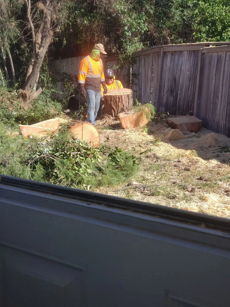 Custom outdoor landscaping for beautiful yards across Escondido, CA - Goldenstate Treescape