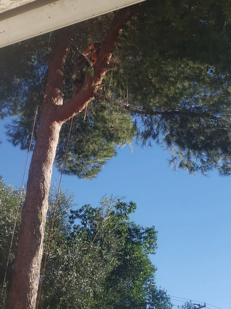 Affordable lawn care service in Escondido, CA - Goldenstate Treescape