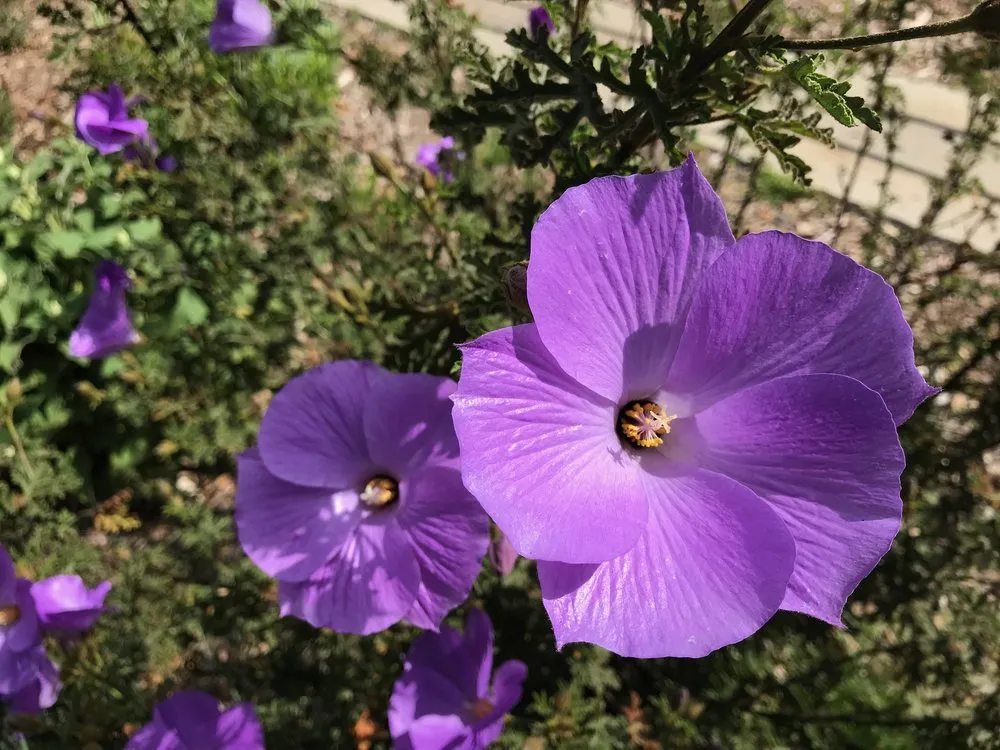 Custom yard maintenance for outdoor upgrades across Glendale, CA - GoldenWest Landscape Consultants