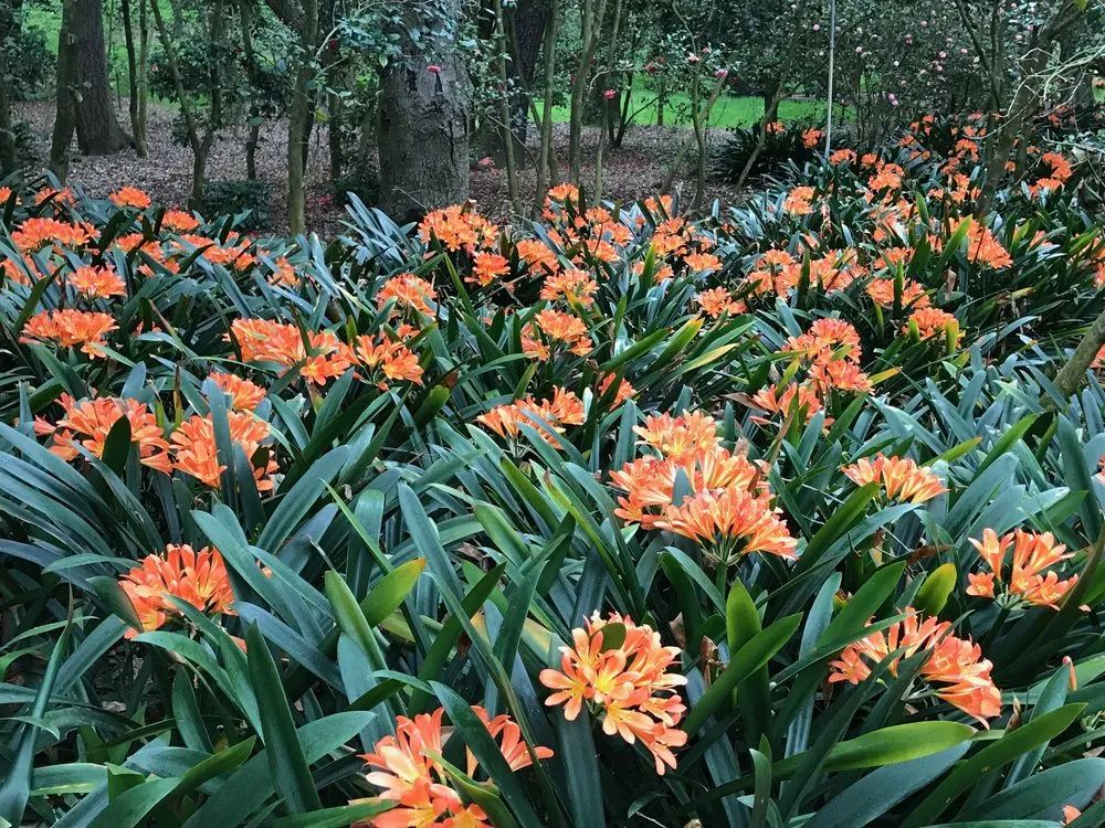 Professional landscape installation experts serving Glendale, CA - GoldenWest Landscape Consultants