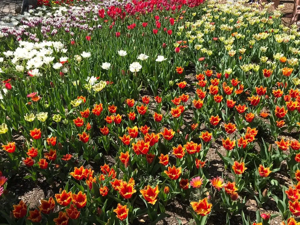 Custom landscape design experts serving Glendale, CA - GoldenWest Landscape Consultants