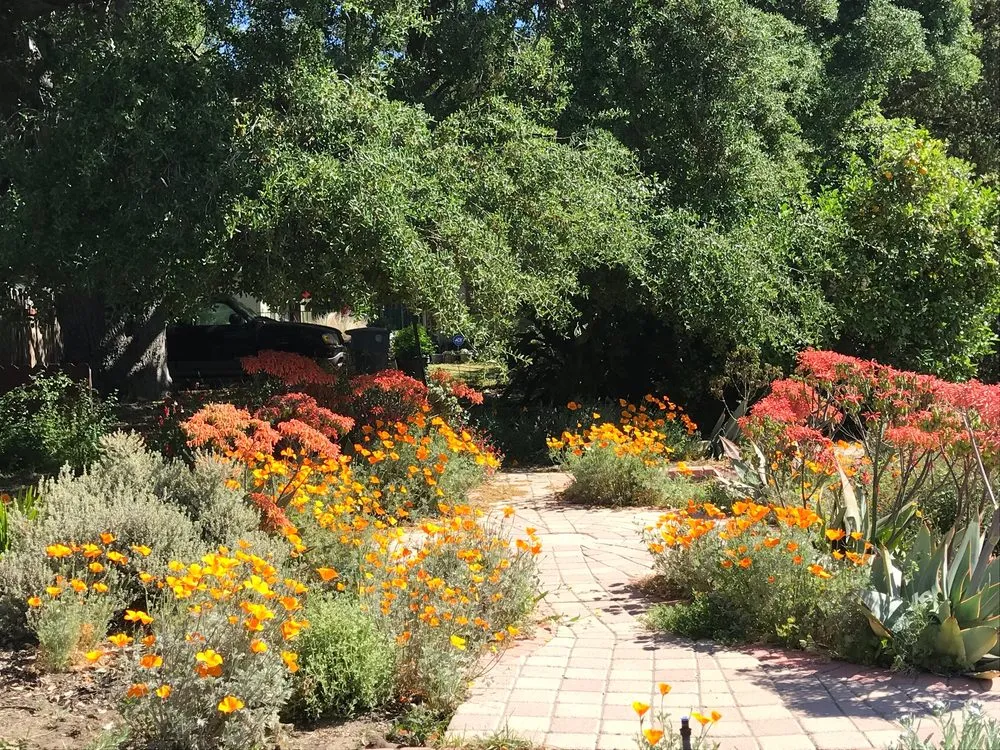 Local lawn care service experts serving Glendale, CA - GoldenWest Landscape Consultants