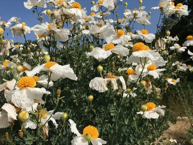 Custom landscaping services in Glendale, CA by GoldenWest Landscape Consultants