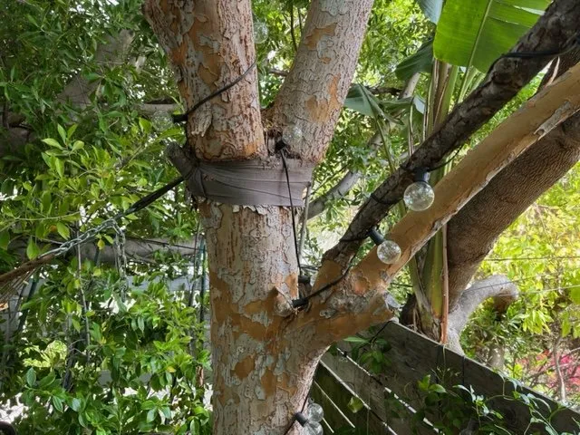 Affordable yard maintenance in Glendale, CA - GoldenWest Landscape Consultants