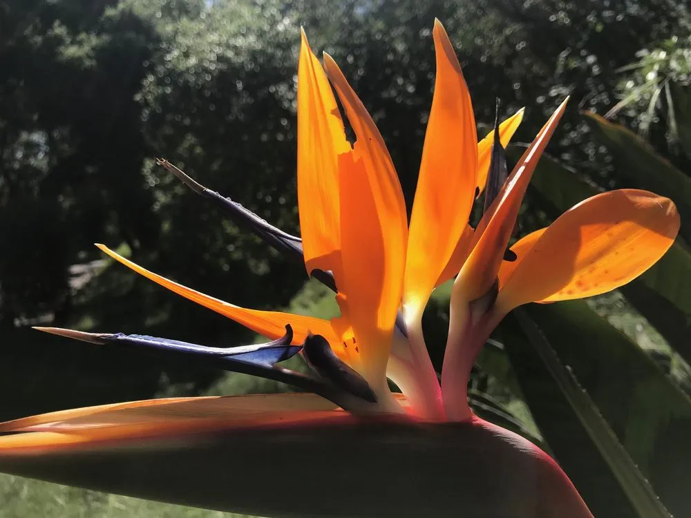 Expert residential landscaping in Glendale, CA - GoldenWest Landscape Consultants