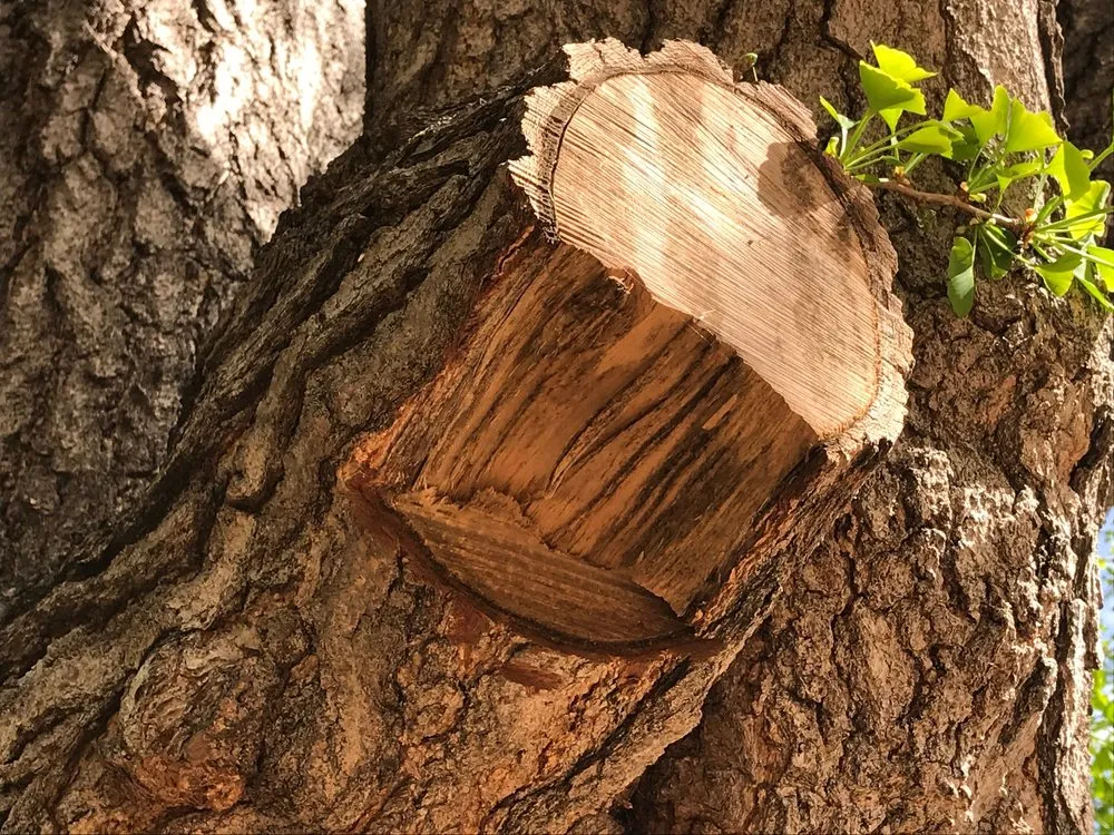 Professional residential landscaping experts serving Glendale, CA - GoldenWest Landscape Consultants