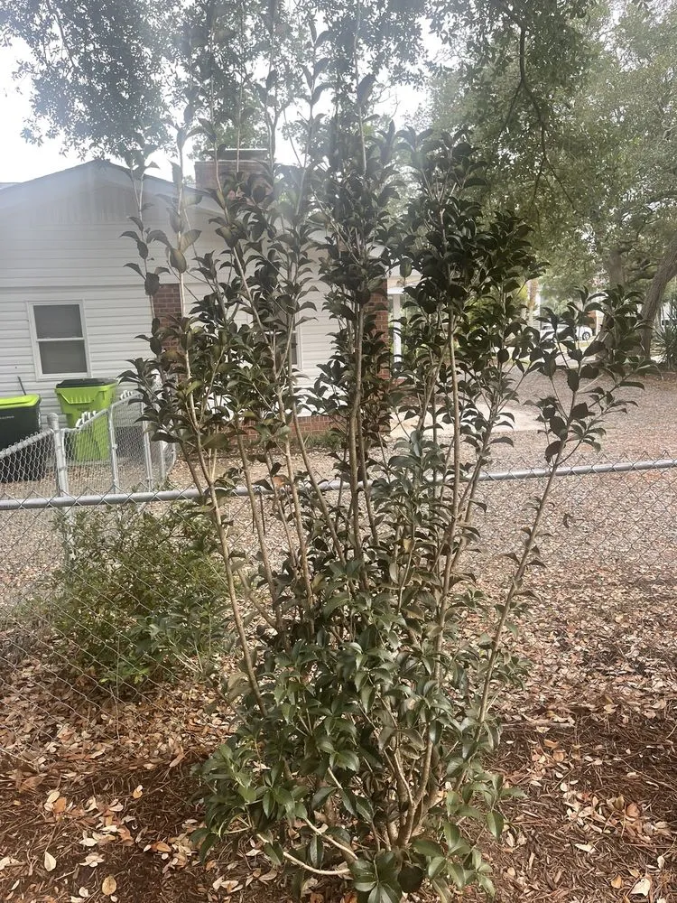 Professional landscape design experts serving Oak Island, NC - Goldfuss Irrigation