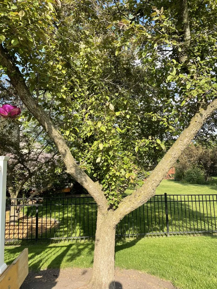 Affordable outdoor landscaping experts serving Naperville, IL - GoldLeaf Landscapes