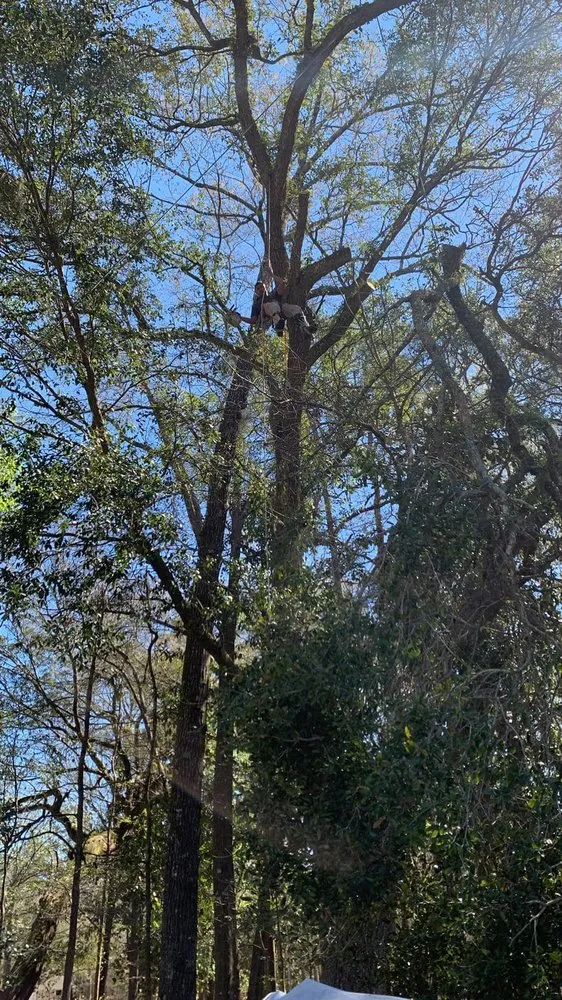 Reliable landscaping services in Graham, NC by Goldman's Tree Service