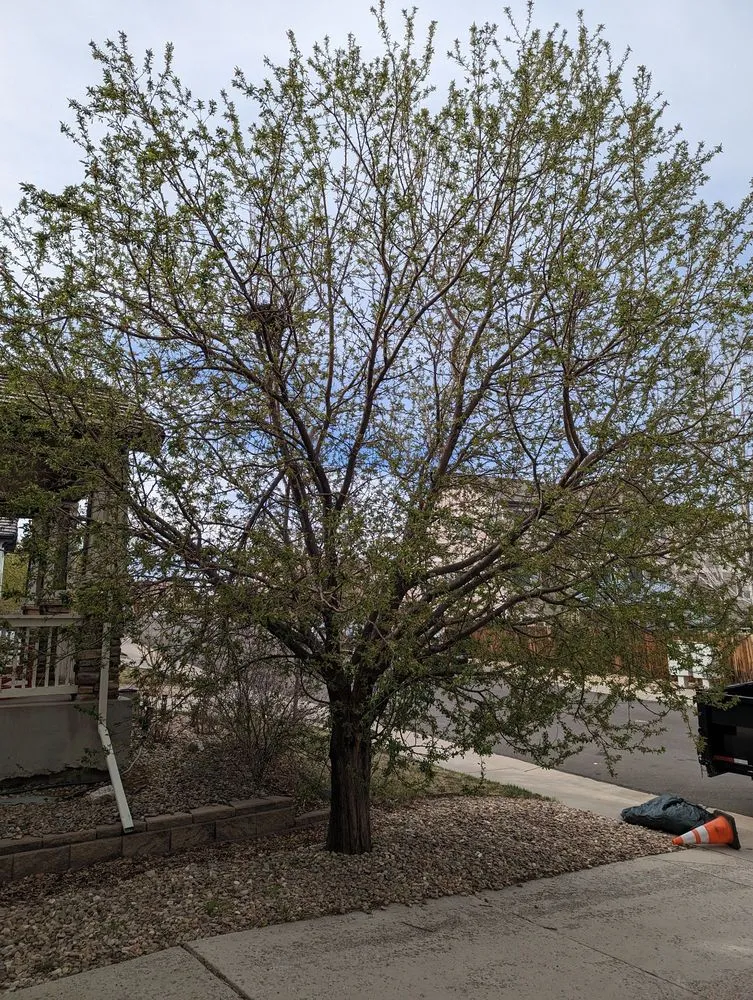 Reliable landscape installation in Centennial, CO by Goldstar Tree & Stump Grinding