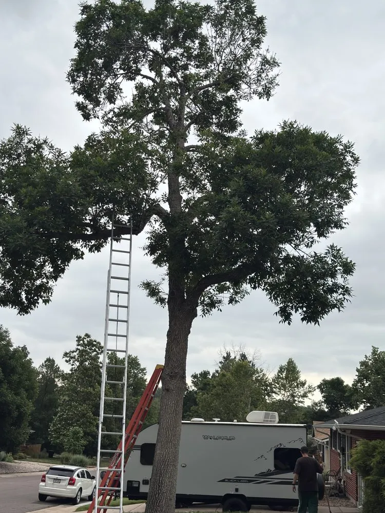 Top-rated garden landscaping in Centennial, CO - Goldstar Tree & Stump Grinding