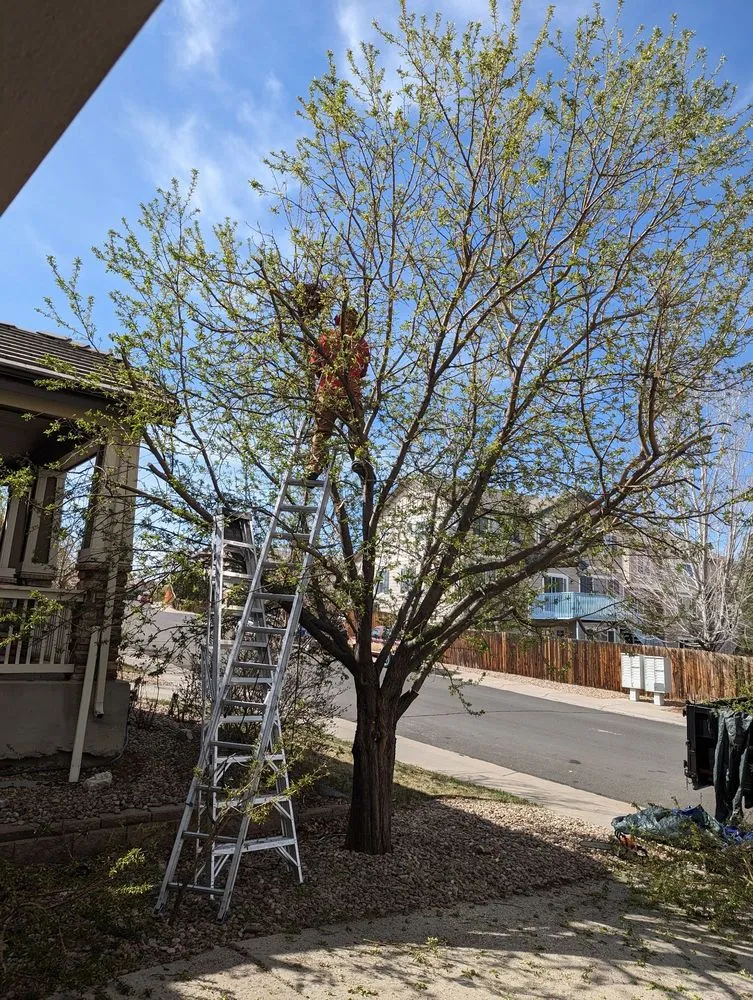 Trusted landscape installation for beautiful yards in Centennial, CO by Goldstar Tree & Stump Grinding