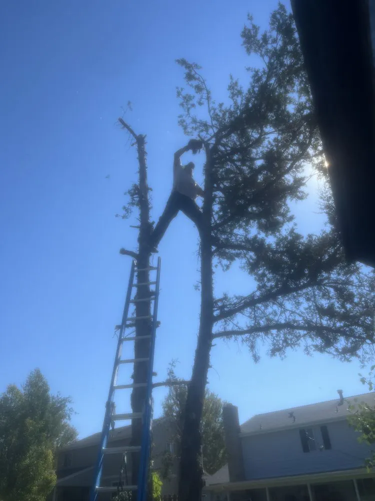 Reliable lawn mowing service in Centennial, CO - Goldstar Tree & Stump Grinding