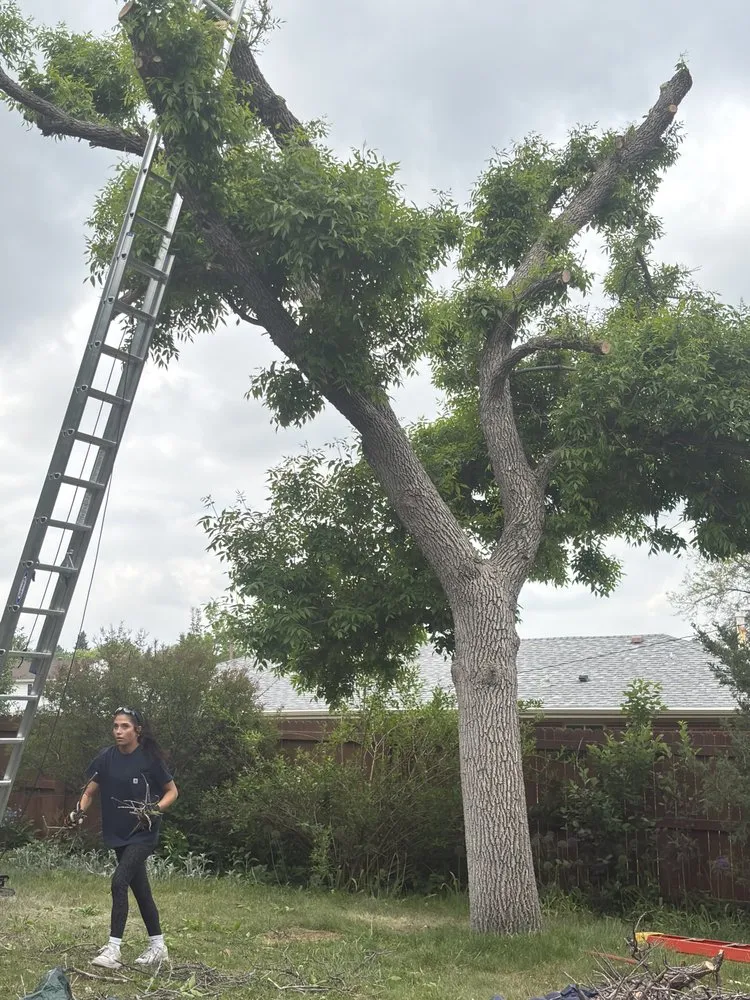 Local lawn mowing service experts serving Centennial, CO - Goldstar Tree & Stump Grinding