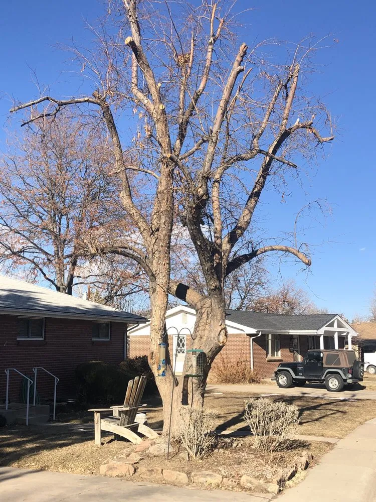 Reliable lawn mowing service experts serving Centennial, CO - Goldstar Tree & Stump Grinding