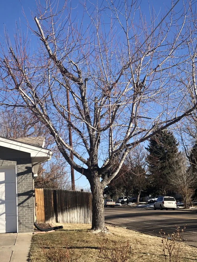 Professional lawn mowing service in Centennial, CO by Goldstar Tree & Stump Grinding