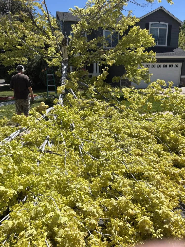 Trusted landscaping services in Centennial, CO - Goldstar Tree & Stump Grinding