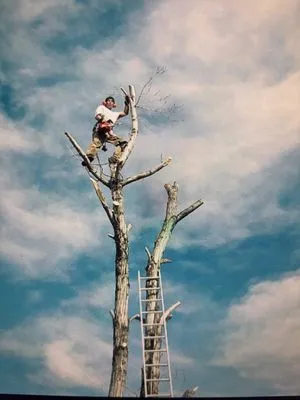 Goldstar Tree & Stump Grinding Logo