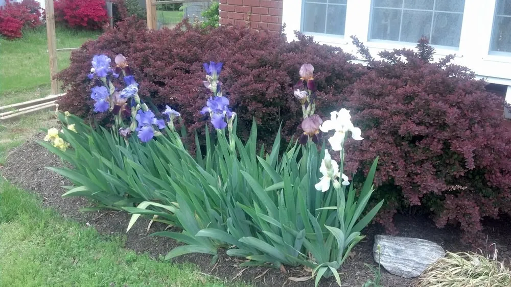 Professional garden landscaping in Bowie, MD - Goldtree Lawn and Garden