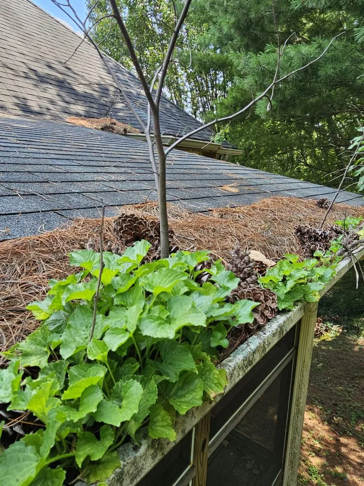 Professional landscaping services in Springfield, TN - Gomez And Associate