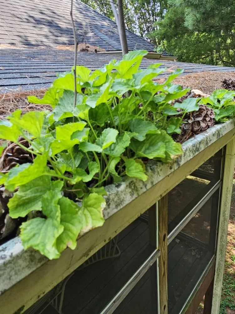 Local lawn care service in Springfield, TN by Gomez And Associate