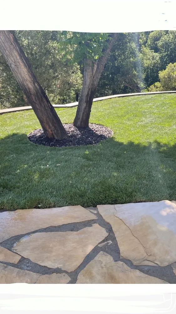 Expert lawn care service in Los Gatos, CA by Gomez Campo Verde Landscaping & Gardening