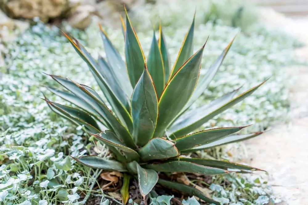 Expert garden landscaping for year-round maintenance in Buda, TX by Gomez Construction Services