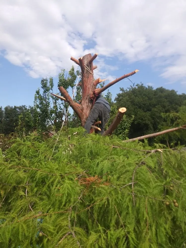 Expert landscaping services for outdoor upgrades across Plano, TX - Gomez Fine Landscaping