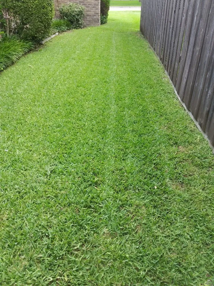 Top-rated yard cleanup service in Plano, TX - Gomez Fine Landscaping